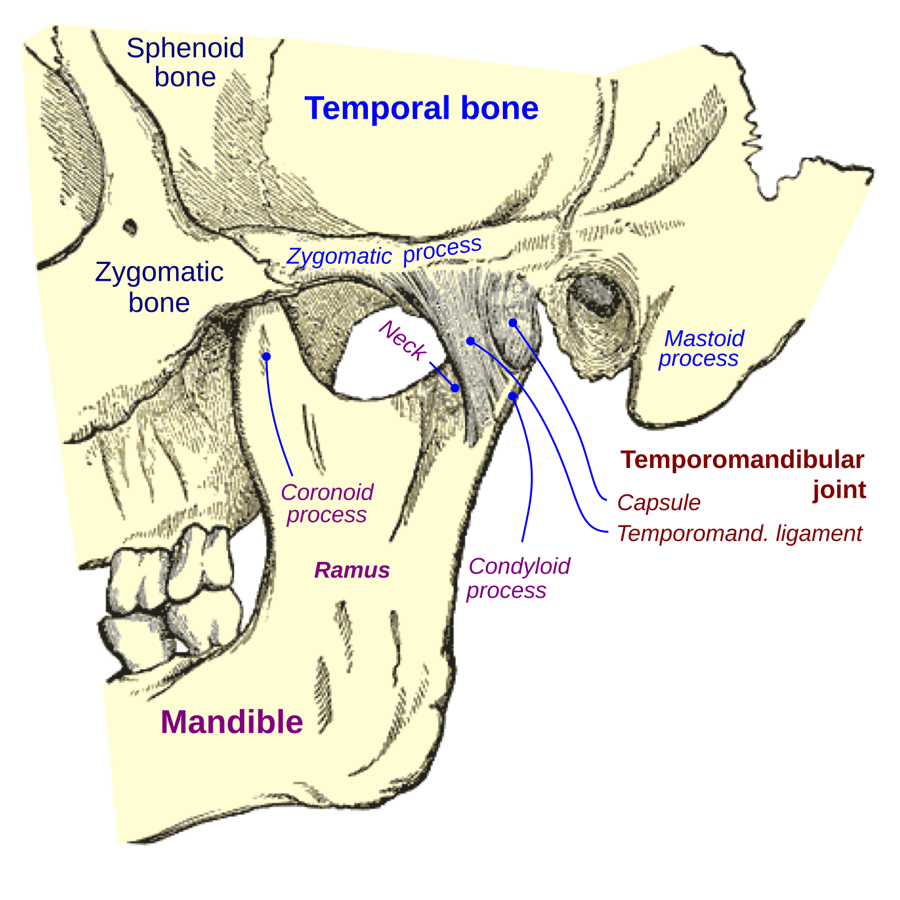 Anatomische Zeichnung des Kiefergelenks (Temporomandibulargelenk) mit Unterkiefer, Schläfenbein und Bandapparat.